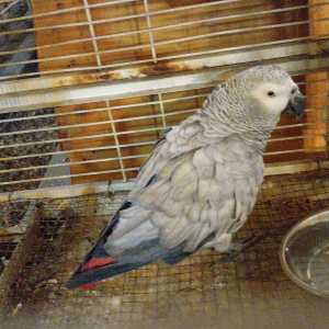 مهدی یار کفایتی